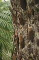 Tree fern, Cloudehill Gardens IMG_6557